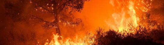 Un feu de forêt intense consume des arbres, avec des flammes hautes